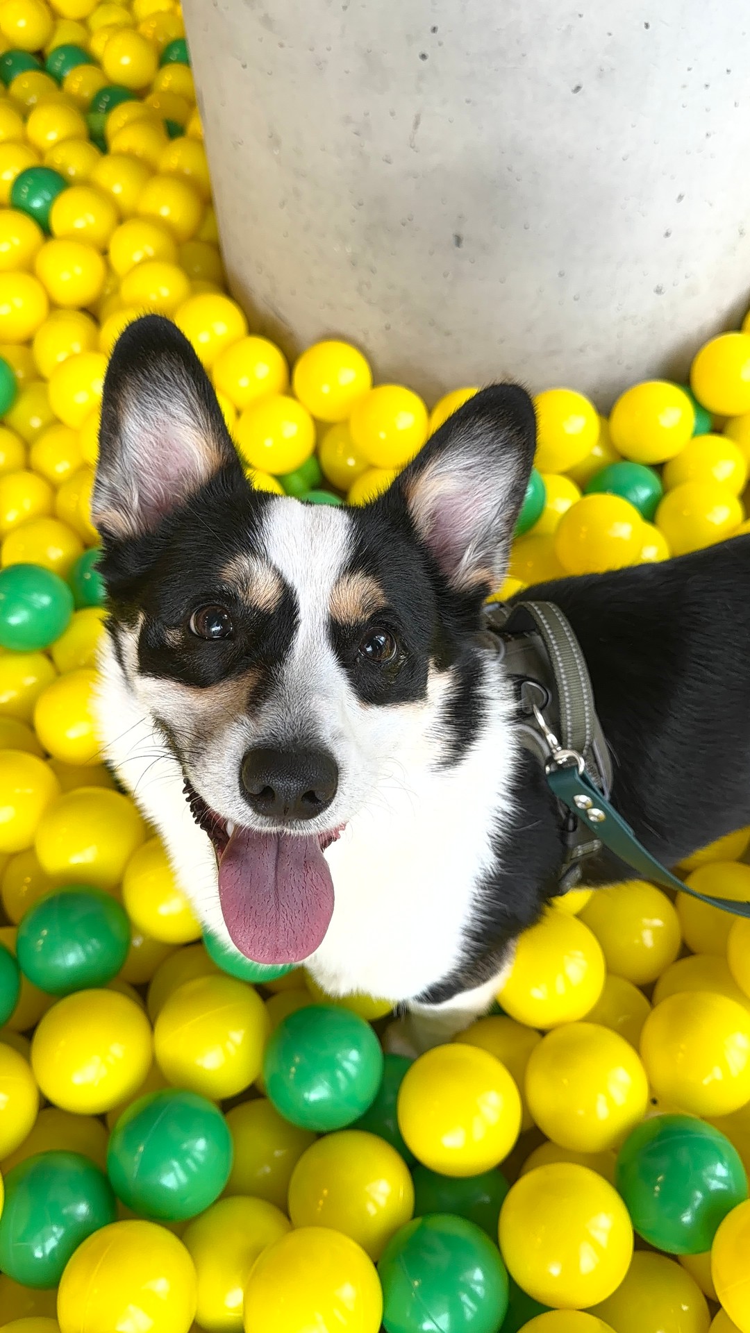 A dog enjoying BARKADE's yellow-and-green ball pit at The Hub