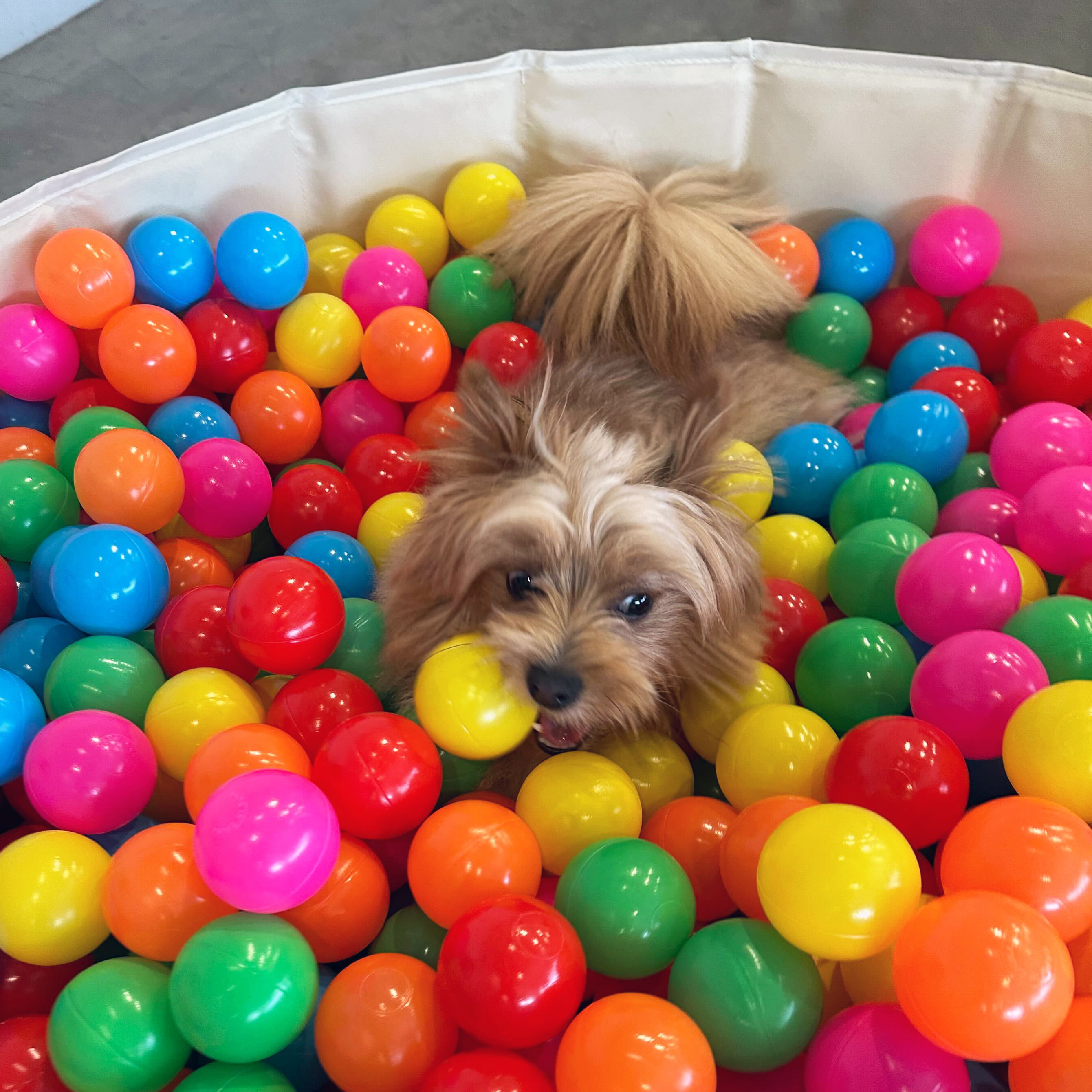 A festive dog gathering at The Hub