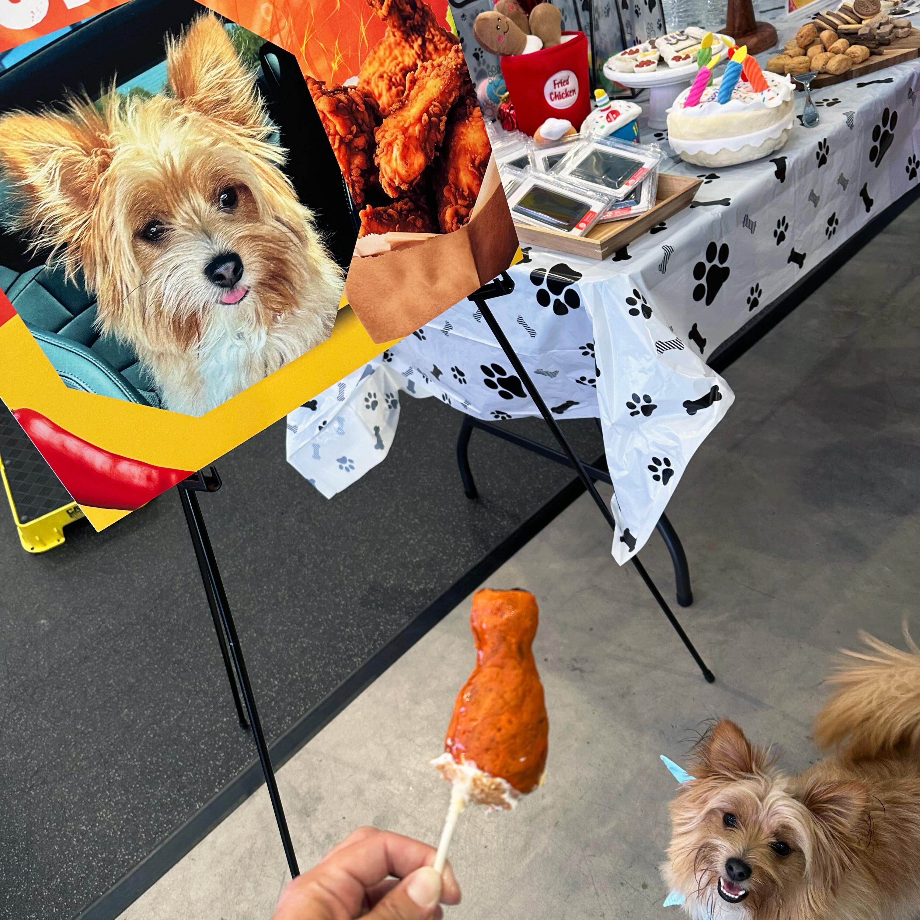 Dog party fun at The Hub