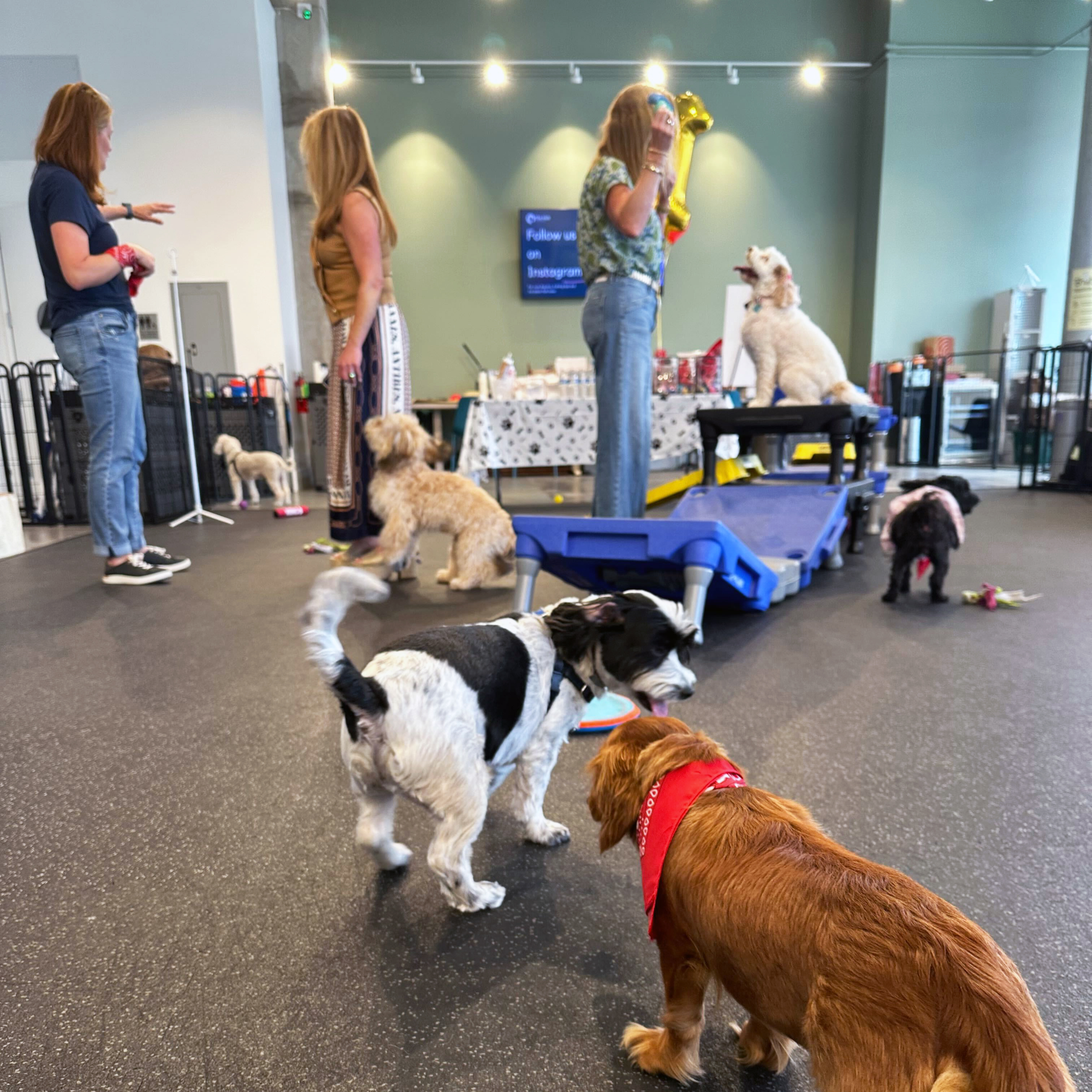 Dogs enjoying a party at The Hub