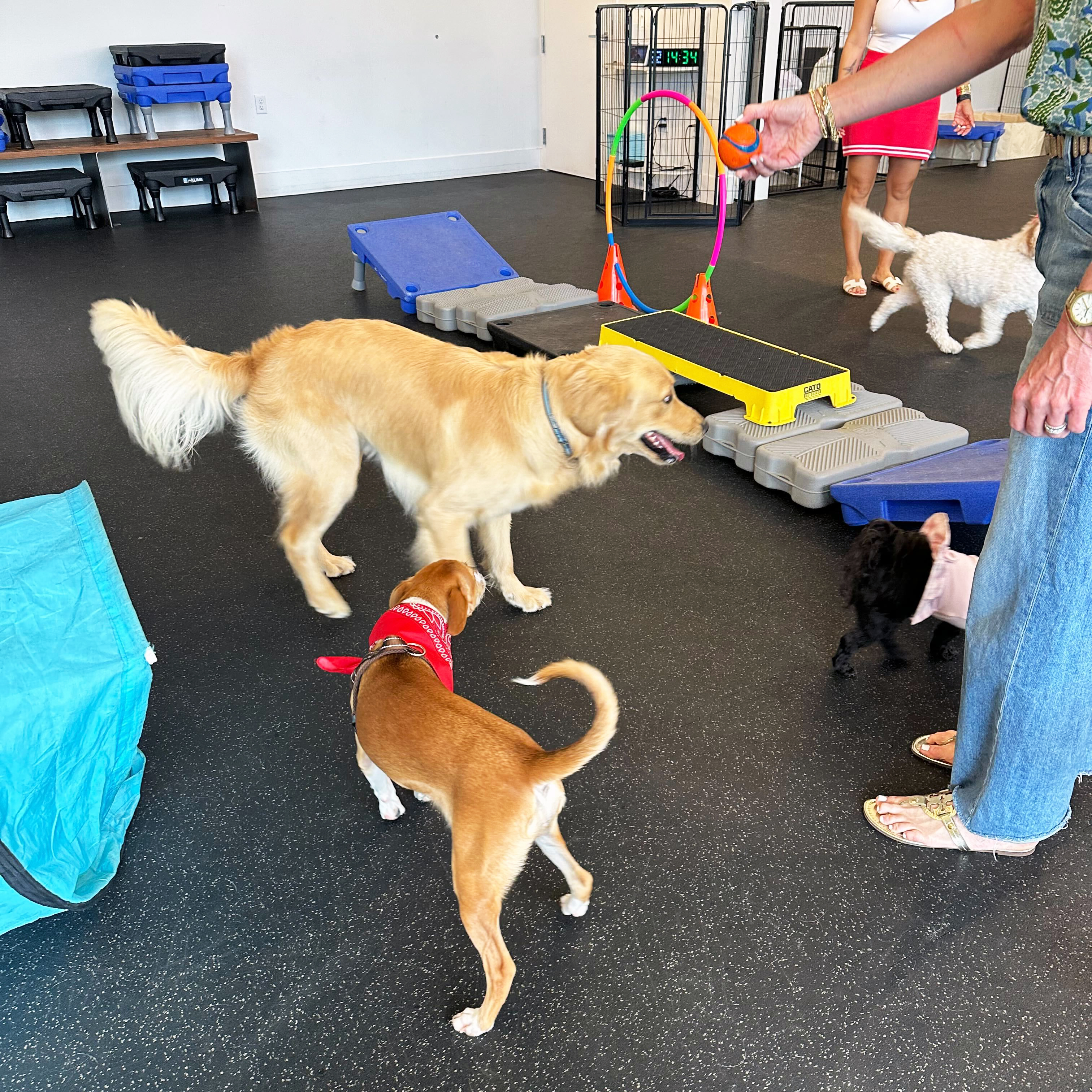 Dog party guests at The Hub
