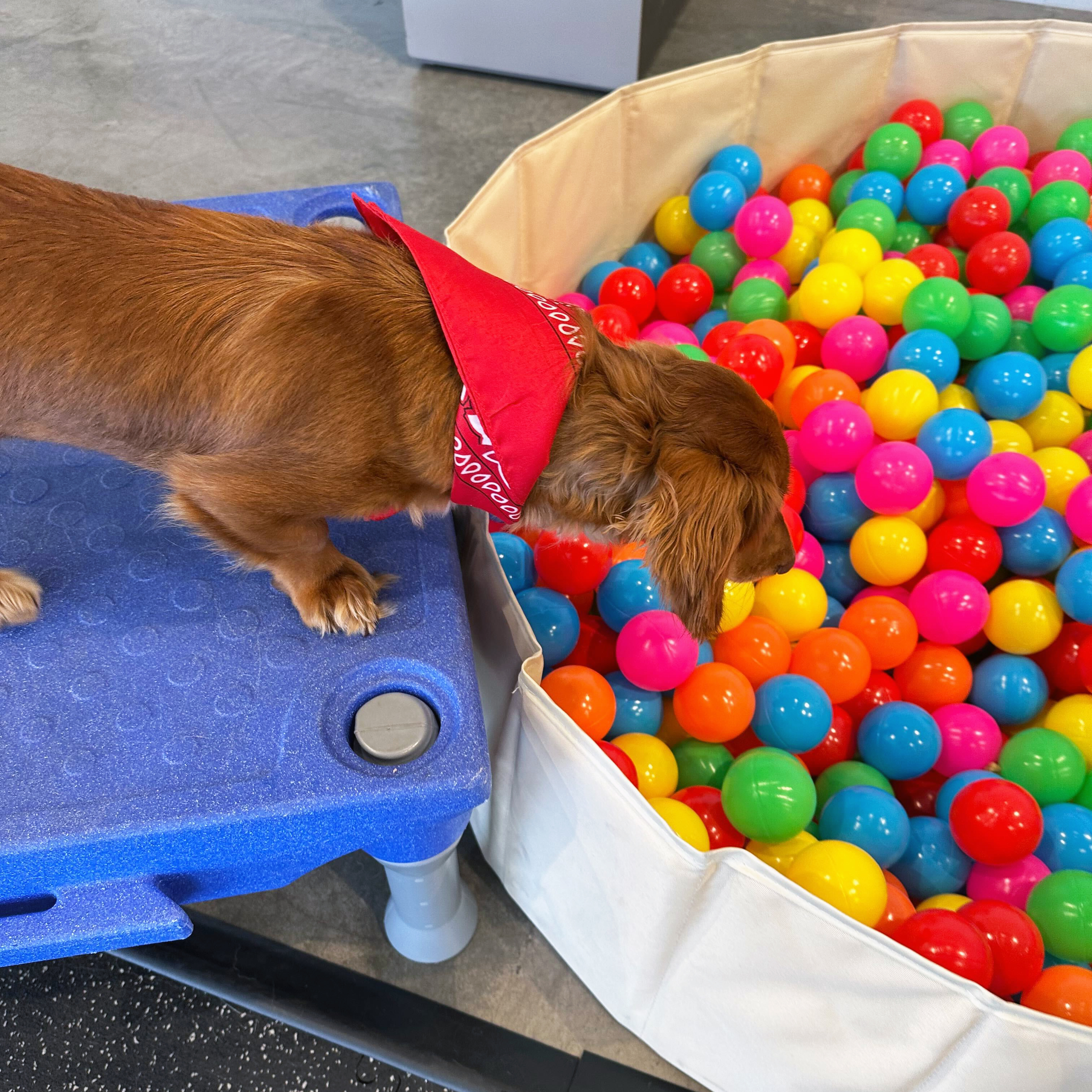 A celebration for dogs at The Hub