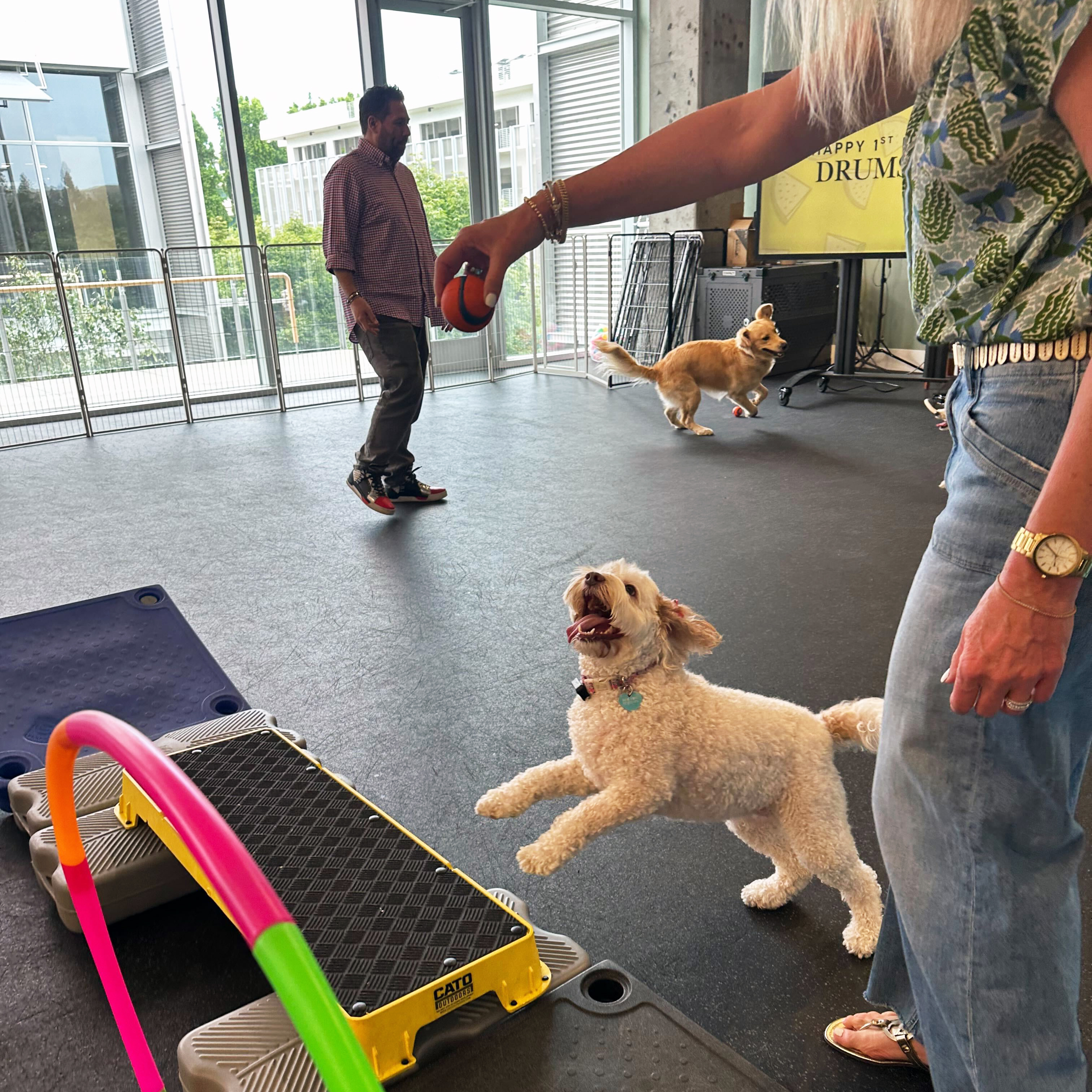 Dogs celebrating together at The Hub
