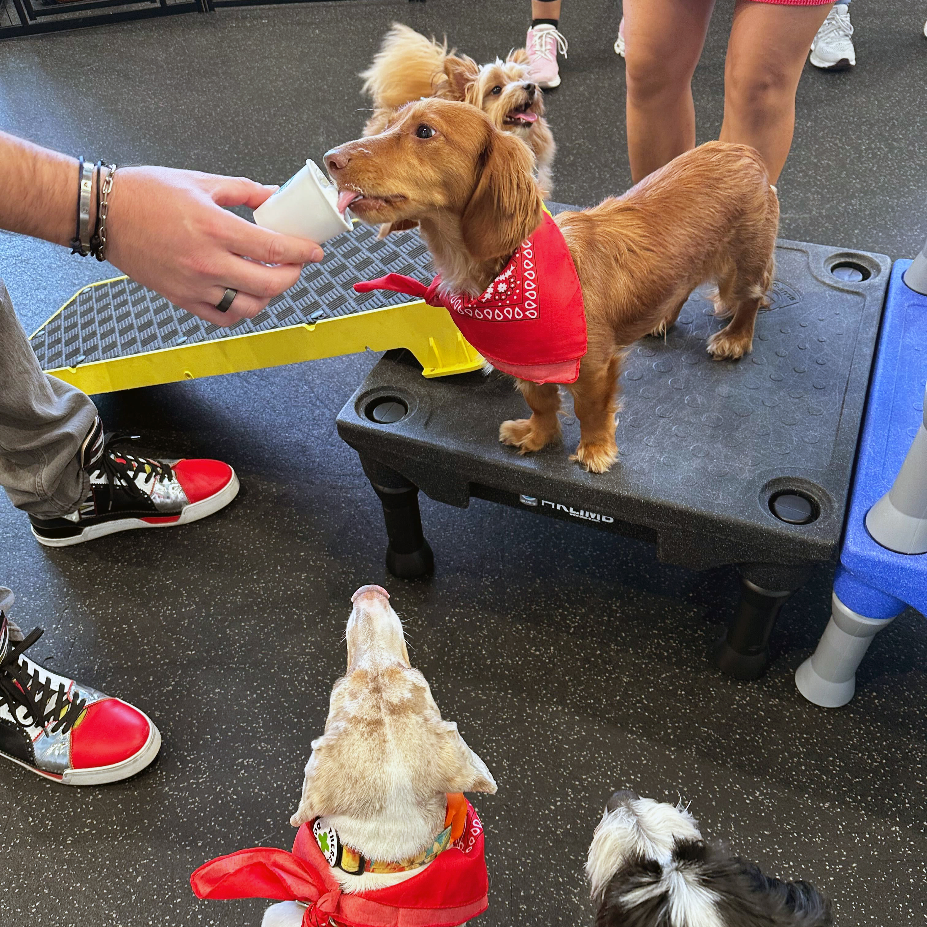 A private dog party at The Hub