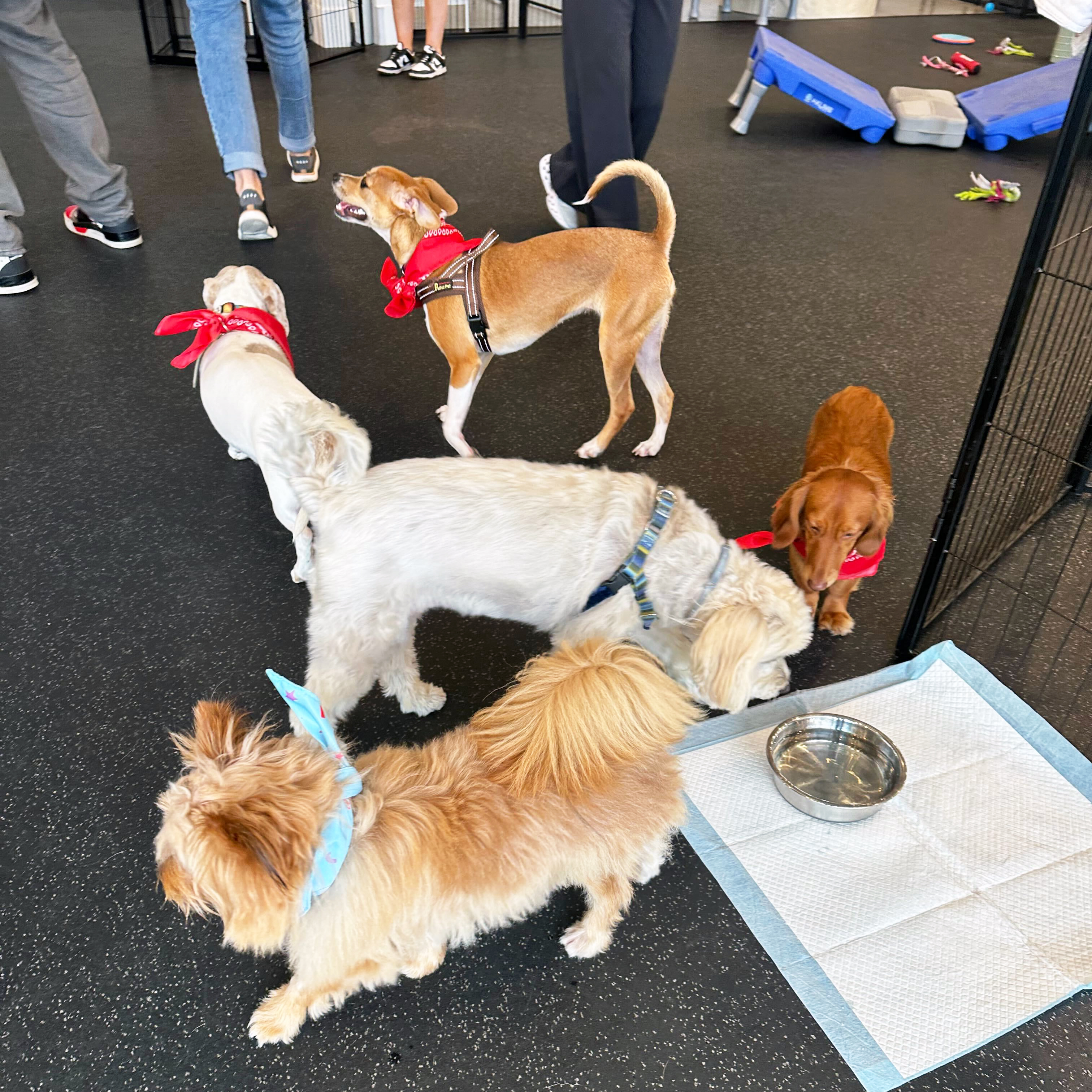 Party activities for dogs at The Hub